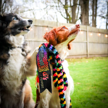 LOVE IS LOVE Rainbow Spiral Tug Leash