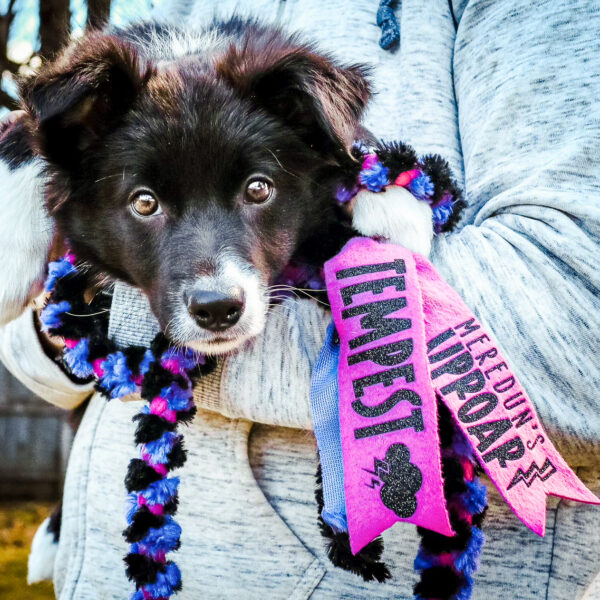 Clip Leash in 2x Fuchsia fleece, Purple minky, Black minky. Customized with Black Glitter vinyl